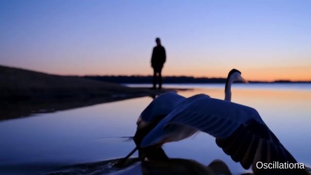 water blesses wings on landing, a hush ritual for safe return.